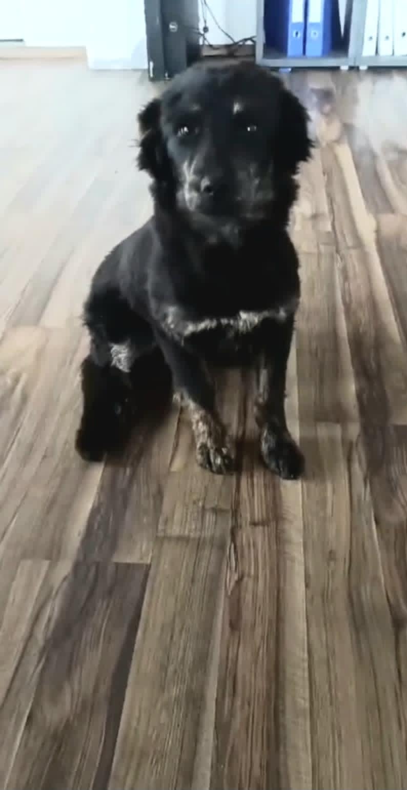 Lupó 5-6 hónapos kisfiú. még mindig gazdit keresünk. Abony Bicskei úton lett befogva két testvérével együtt, akik azóta már gazdisodtak.