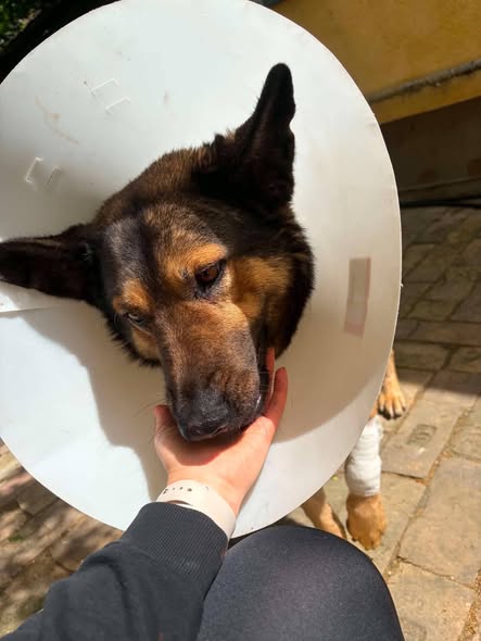 Rókacsapdás Max💚 Még mindig a Ceglédi Klinika vendégszeretetét élvezi, szépen gyógyul a lába🙏🥹 Lassan kiengednék a klinikáról, csak hogy nincs hova mennie🥺 Nálunk nincs hely, és őszintén megvallva ennyi megpróbáltatás után nem is akarjuk, hogy kennelbe kerüljön. Szüksége lenne egy befogadóra, akár ideiglenesen is, aki tud vele foglalkozni, ismerkedni.🥰🙏termeszetesen a cél az lenne, hogy gazdihoz tudjon egyből cuccolni a klinikáról❣️🙏 Max kb 3-4 éves ivaros fiú kutys💚